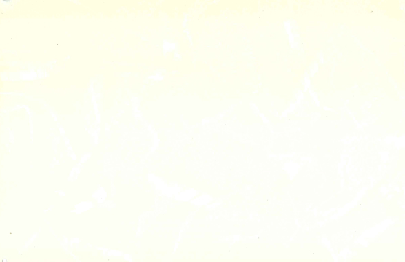 クランプルアイボリー